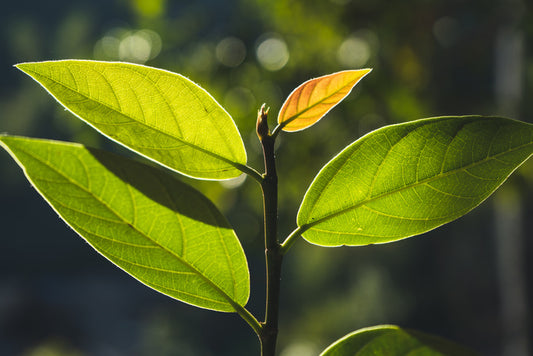 Leaves