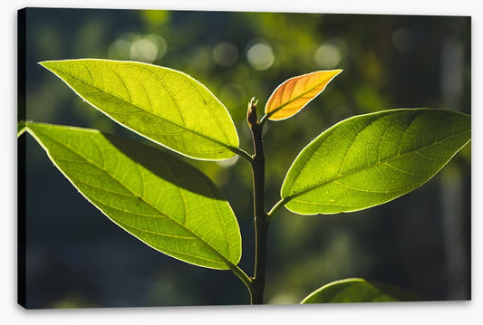 Leaves