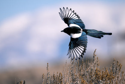 Soaring magpie
