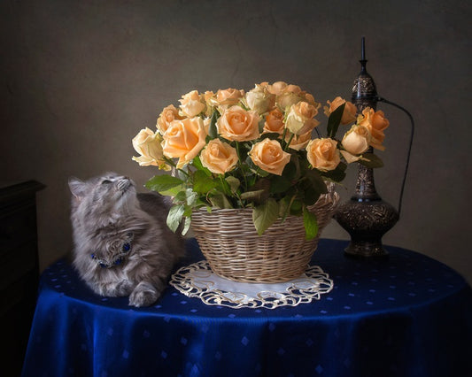 Still Life