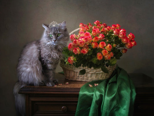 Still Life