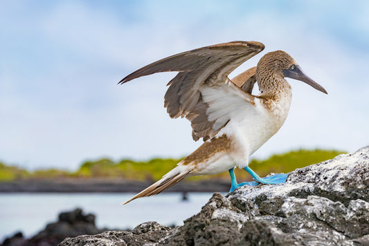 Blue-footed booby