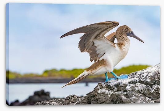 Blue-footed booby