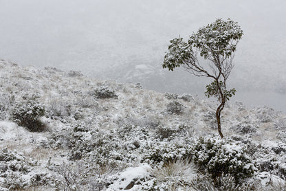 Tasmania