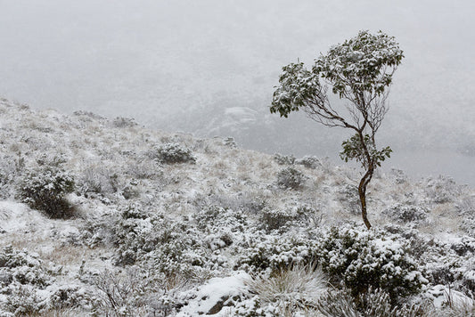 Tasmania