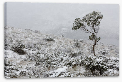 Tasmania