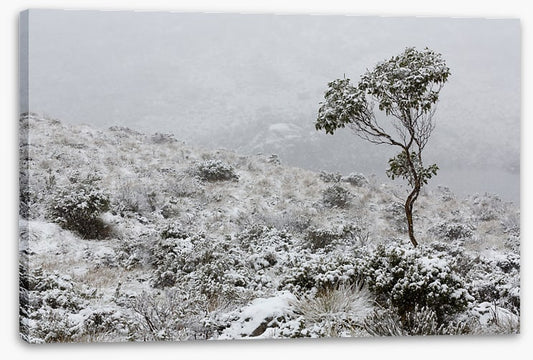 Tasmania