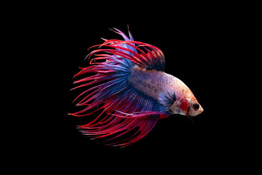 Fish / Aquatic