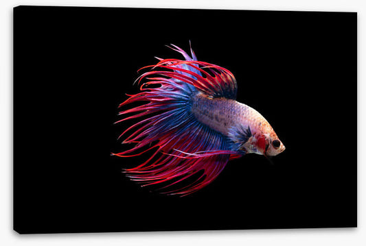 Fish / Aquatic