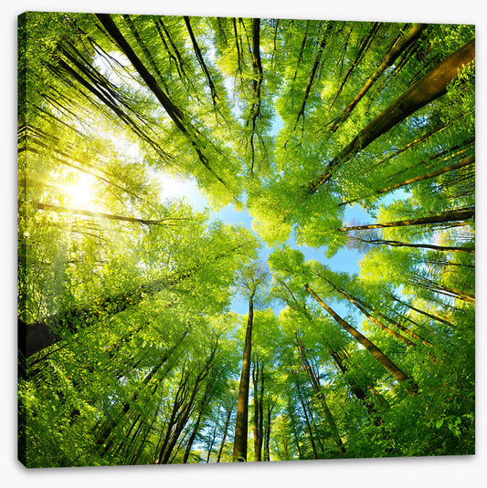 In the treetops