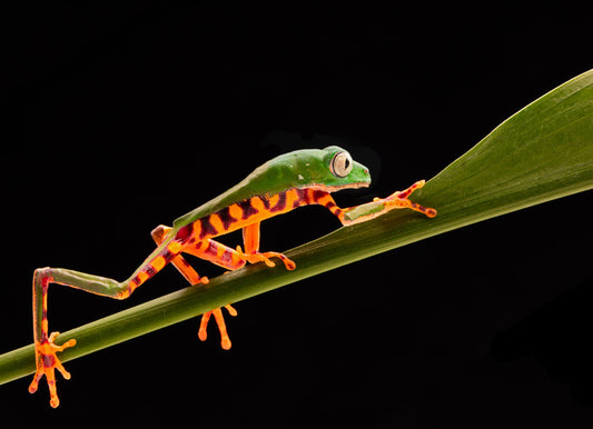Reptiles / Amphibian