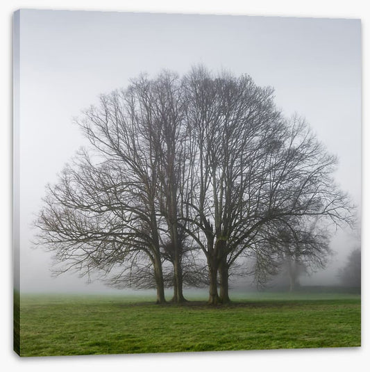 The old oak tree