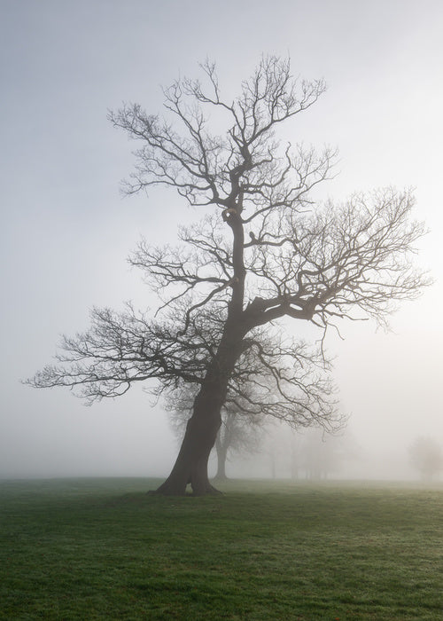 Leaning into the mist