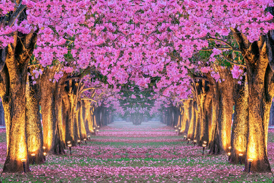 Tunnel of blossom