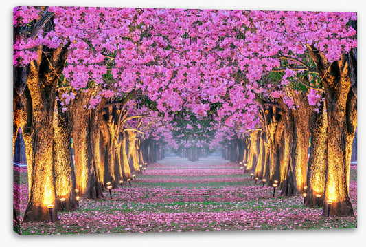 Tunnel of blossom