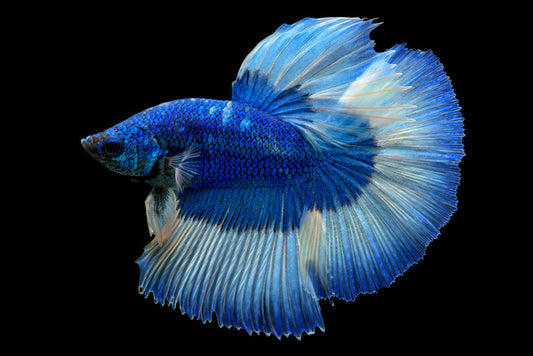 Blue beauty 3