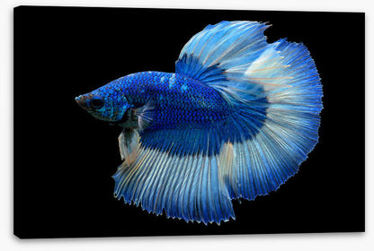 Blue beauty 3