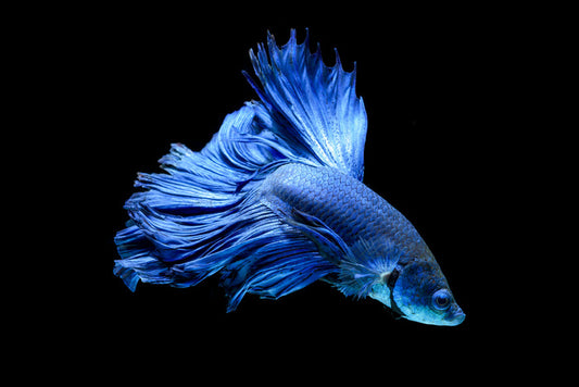 Blue beauty 1