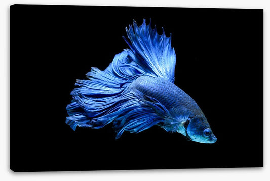 Blue beauty 1