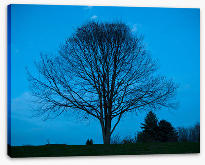 Trees