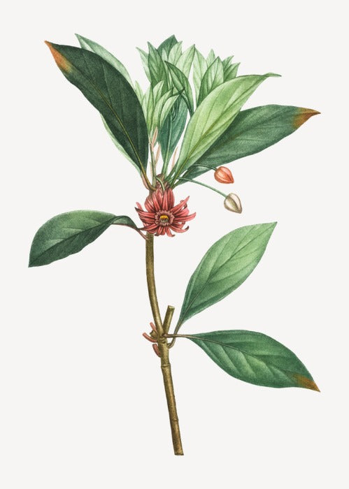 Vintage anise