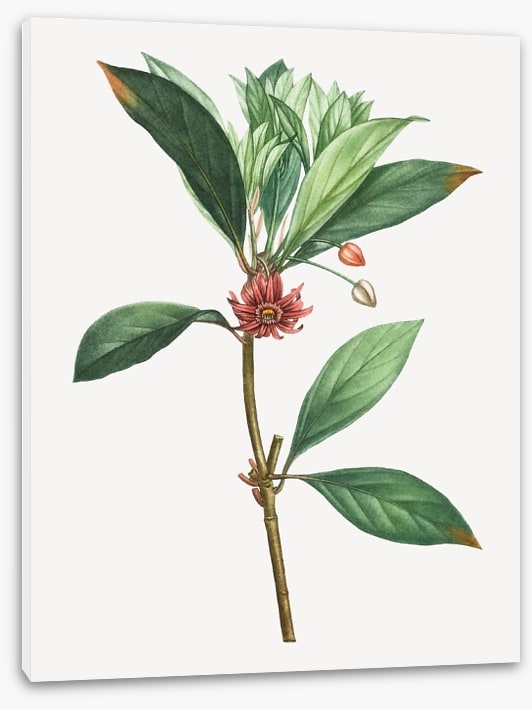 Vintage anise