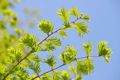 Leaves