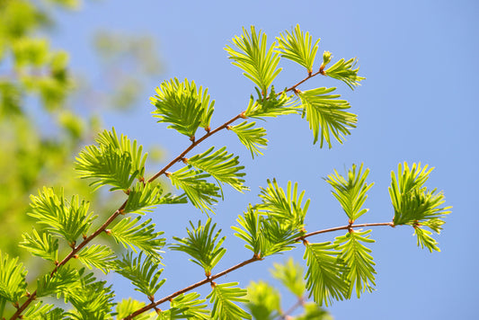 Leaves