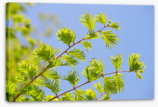 Leaves