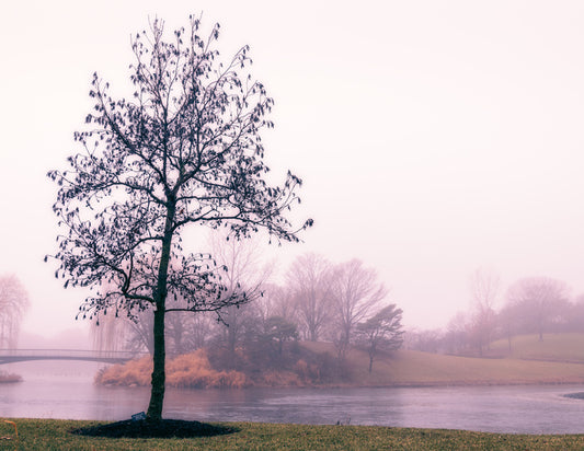 By the misty lake