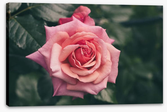 Aloha rose