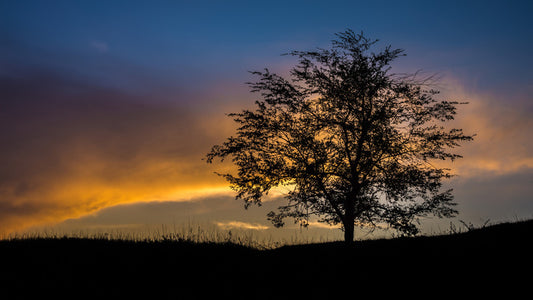 Trees
