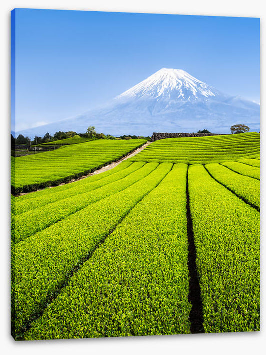 Shizuoka tea fields