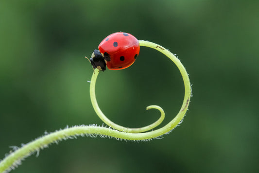 Insects
