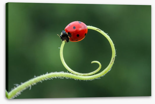 Insects