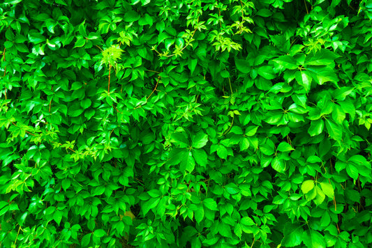 Leaves