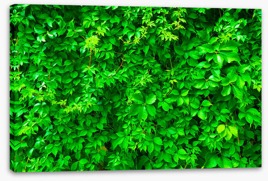 Leaves