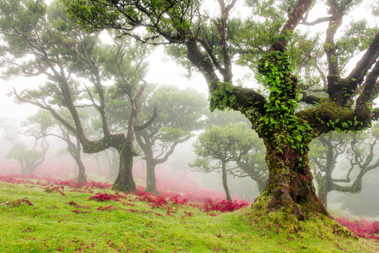 Trees