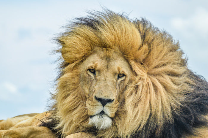 His Highness