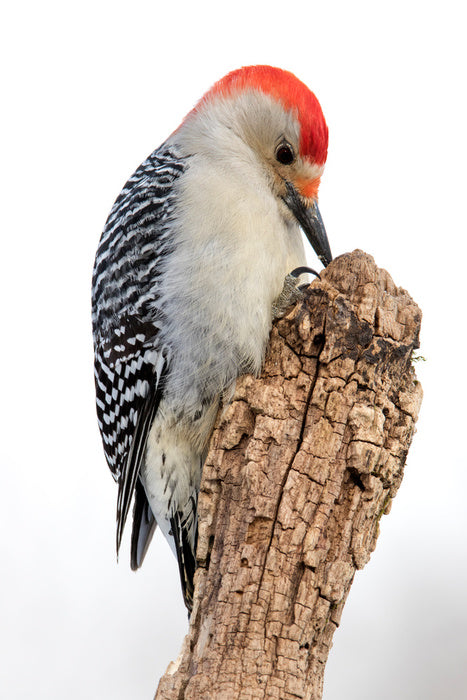 Red-bellied woodpecker