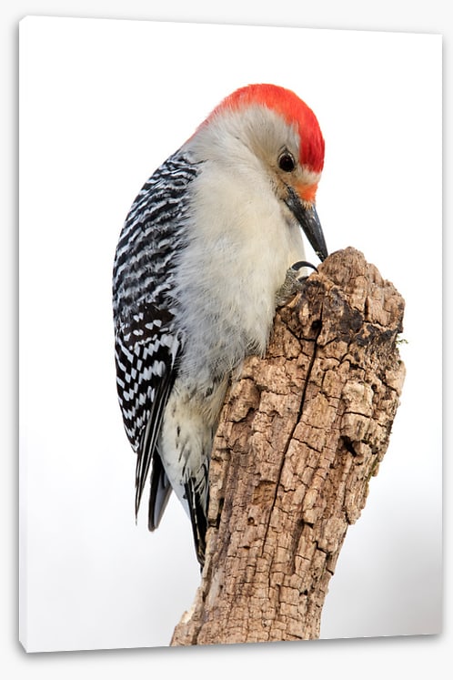 Red-bellied woodpecker