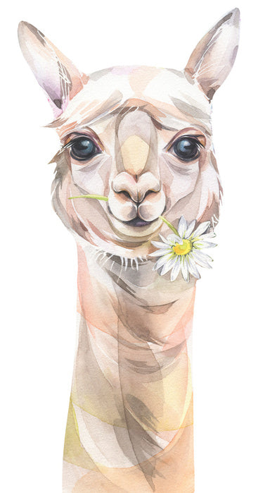 Chamomile llama