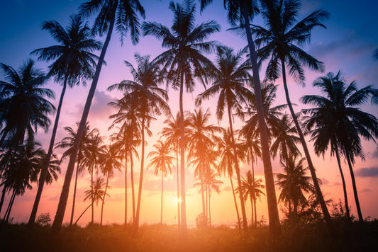 Palms for days