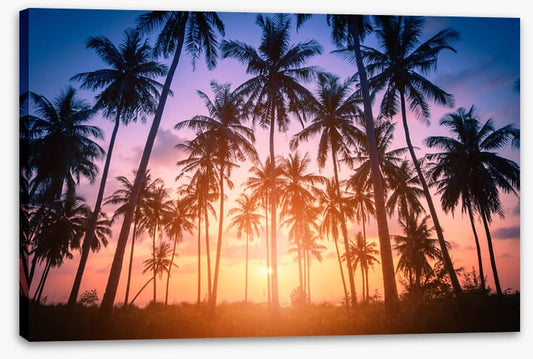Palms for days