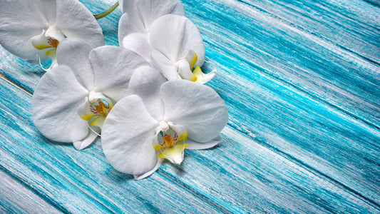 White orchid blues