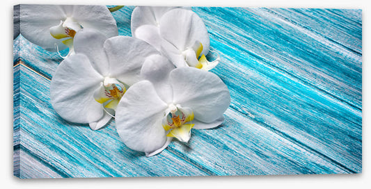 White orchid blues