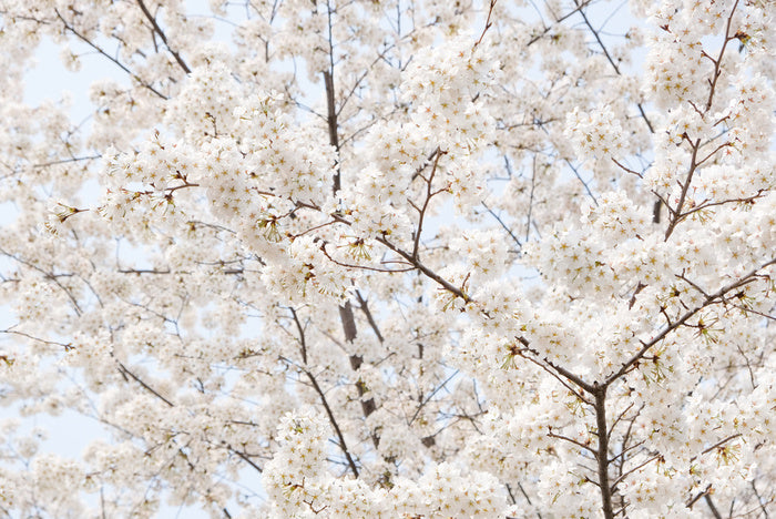Snow white sakura