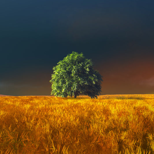 Alone in the rye