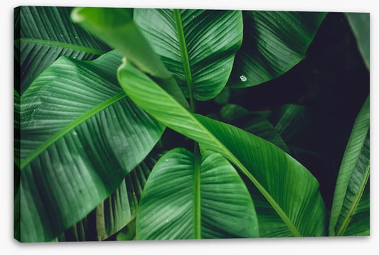 Leaves