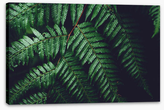 Leaves